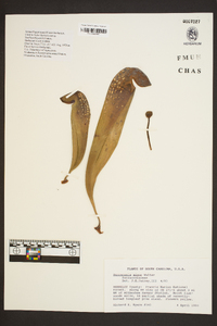 Sarracenia minor image