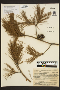 Pinus echinata image