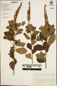 Clethra alnifolia image