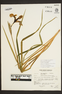 Iris virginica image