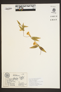 Lonicera flava image