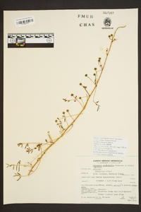 Mimosa microphylla image