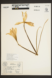 Zephyranthes atamasca image