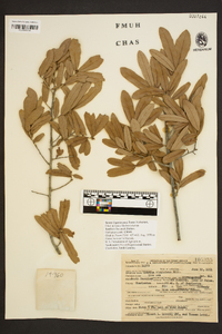 Quercus virginiana image