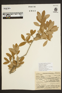 Quercus virginiana image