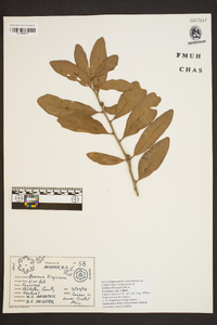 Quercus virginiana image