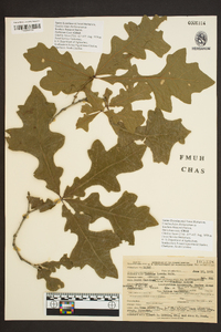 Quercus lyrata image