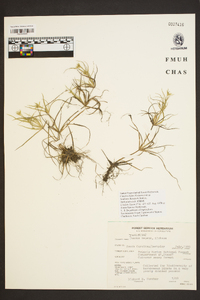 Juncus repens image