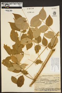 Aralia spinosa image