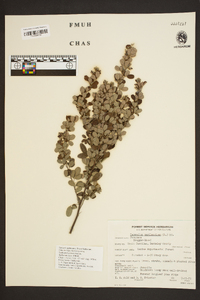 Desmodium marilandicum image