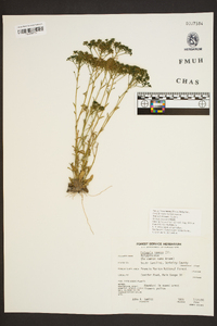 Polygala ramosa image