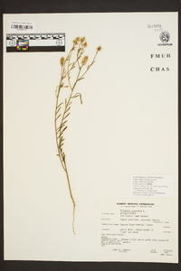 Polygala cruciata image