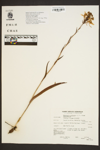 Platanthera ciliaris image