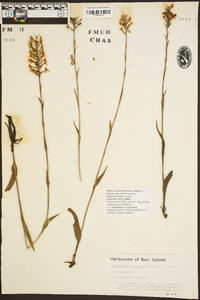 Platanthera cristata image