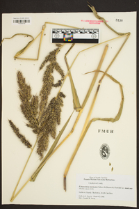 Echinochloa muricata var. muricata image