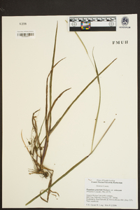 Paspalum setaceum var. setaceum image