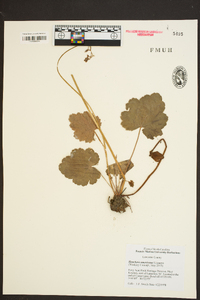 Heuchera americana image