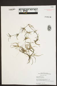 Juncus repens image