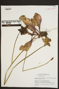 Sarracenia purpurea image