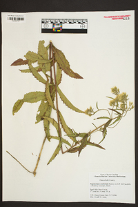 Eupatorium resinosum image