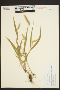 Setaria pumila image