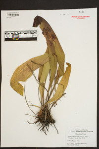 Sarracenia minor image