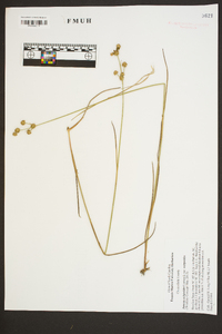 Juncus scirpoides image