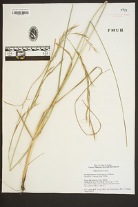 Aristida lanosa image