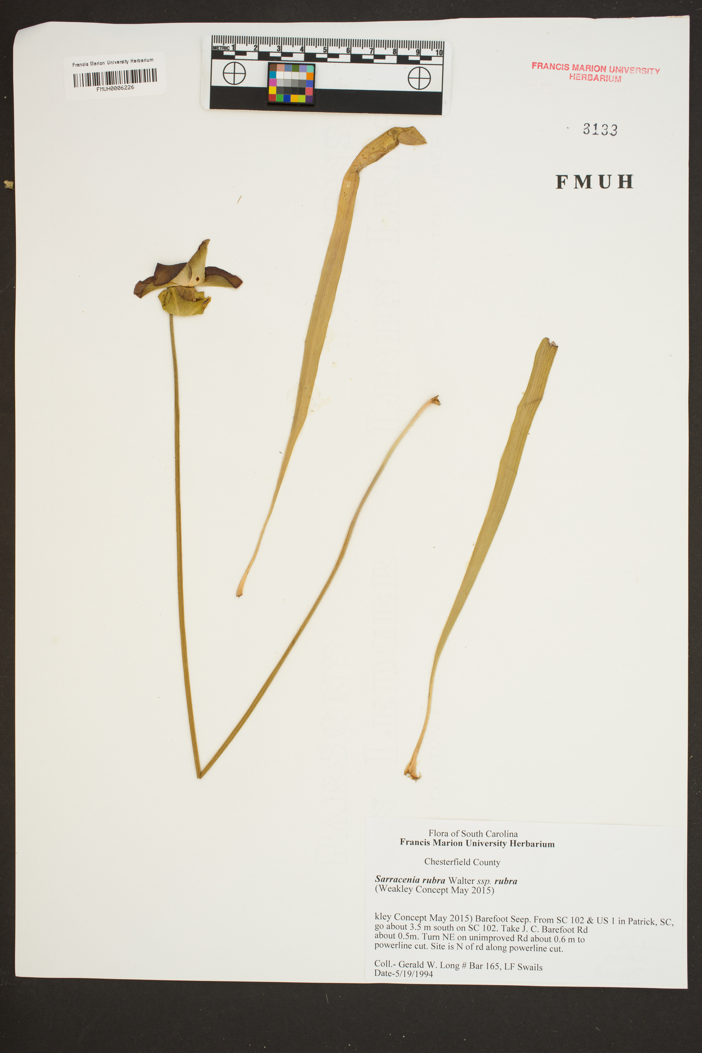 Sarracenia rubra subsp. rubra image