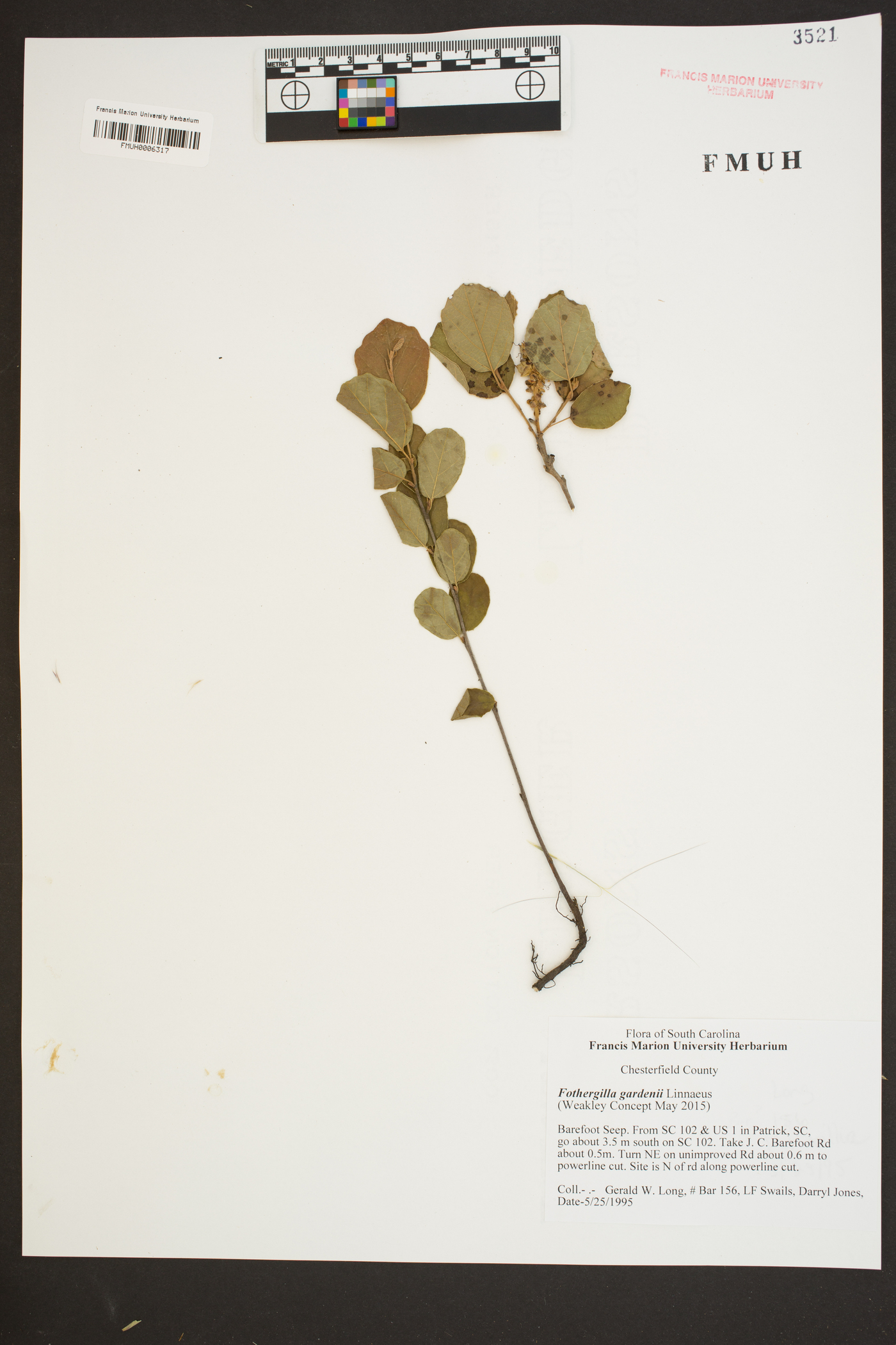 Fothergilla gardenii image