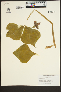 Trillium erectum image