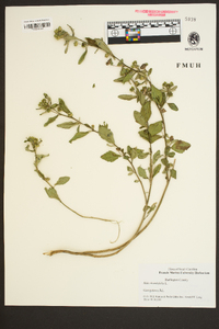 Sida rhombifolia image