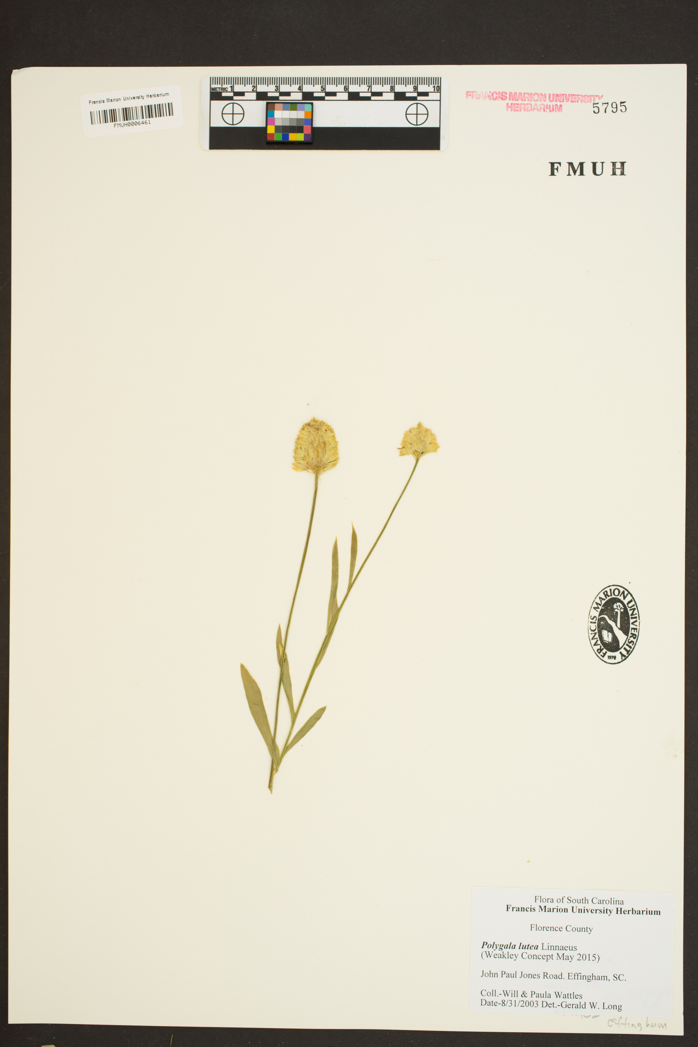 Polygala lutea image