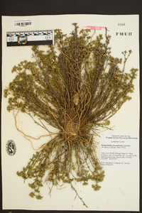 Polypremum procumbens image