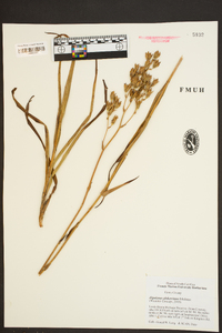 Zigadenus glaberrimus image