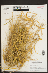 Kellochloa verrucosa image