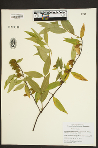 Gelsemium sempervirens image