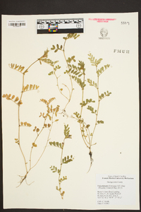 Vicia hirsuta image