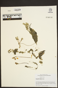 Utricularia inflata image