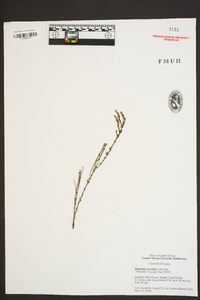 Hudsonia ericoides image