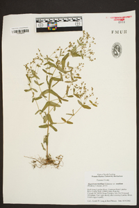 Hypericum mutilum var. mutilum image