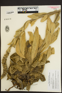 Verbascum thapsus subsp. thapsus image