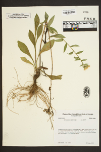 Sericocarpus asteroides image