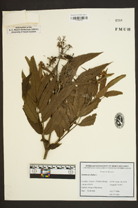 Sambucus ebulus image