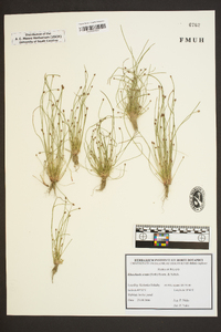 Eleocharis ovata image