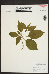 Cornus alternifolia image