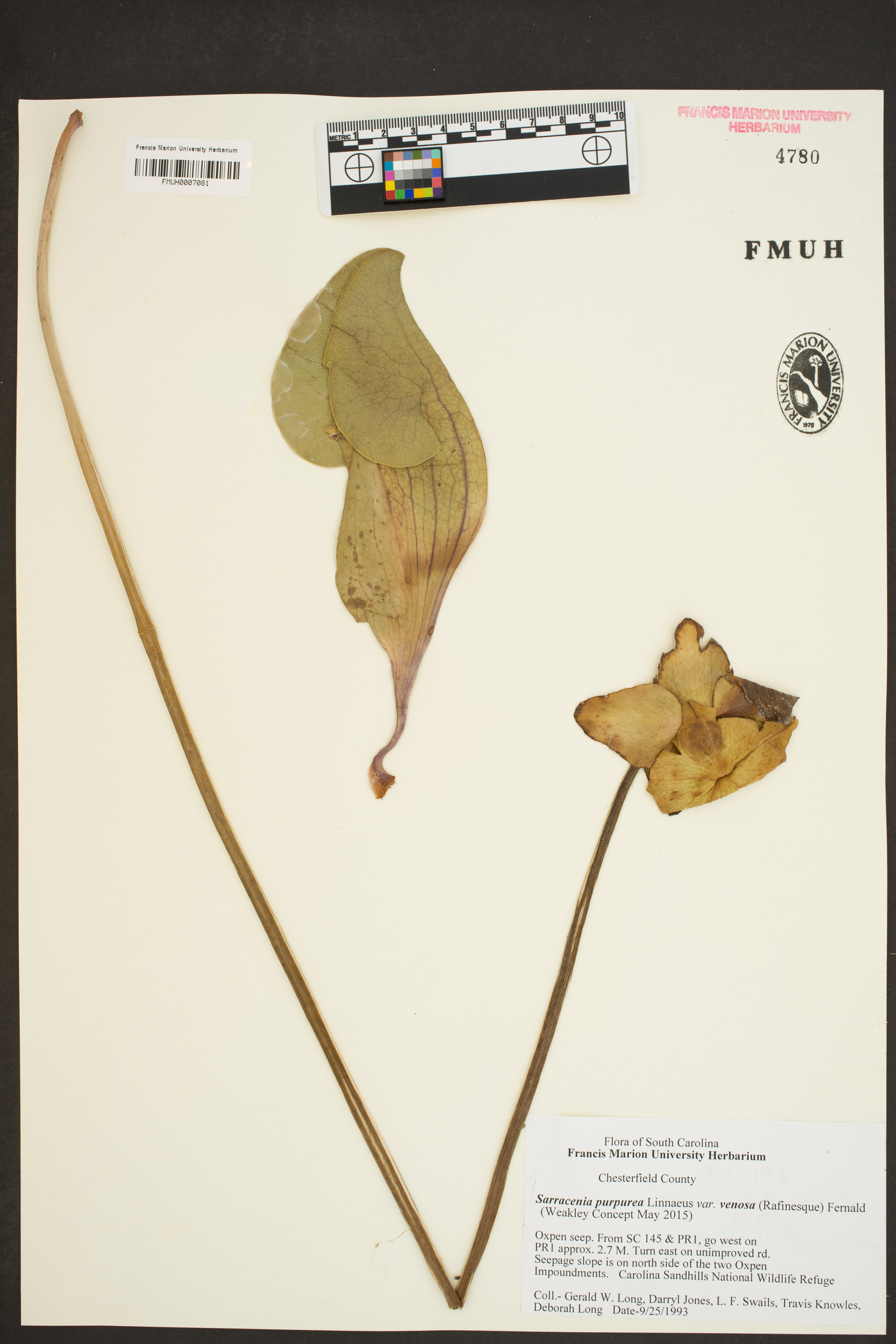 Sarracenia purpurea var. venosa image