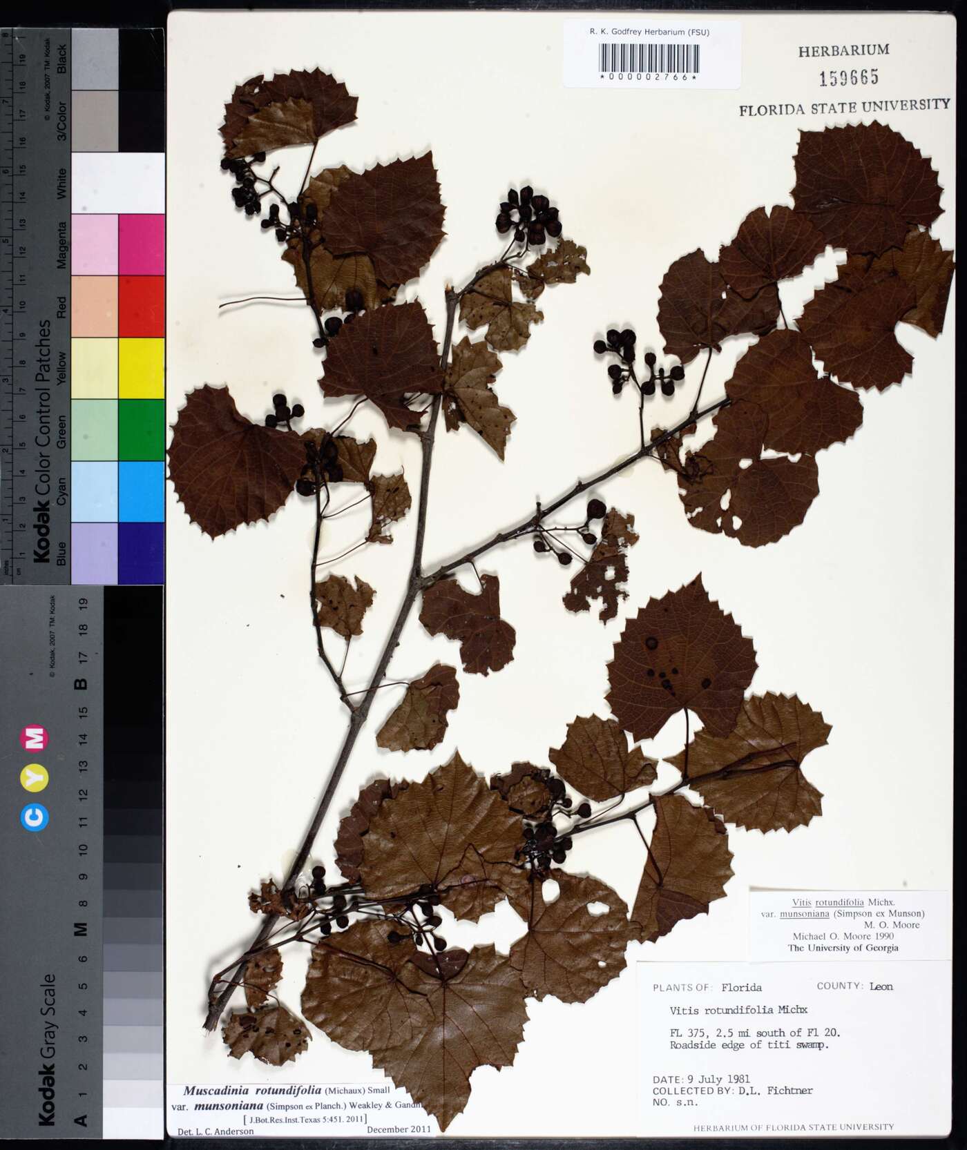 Vitis rotundifolia image