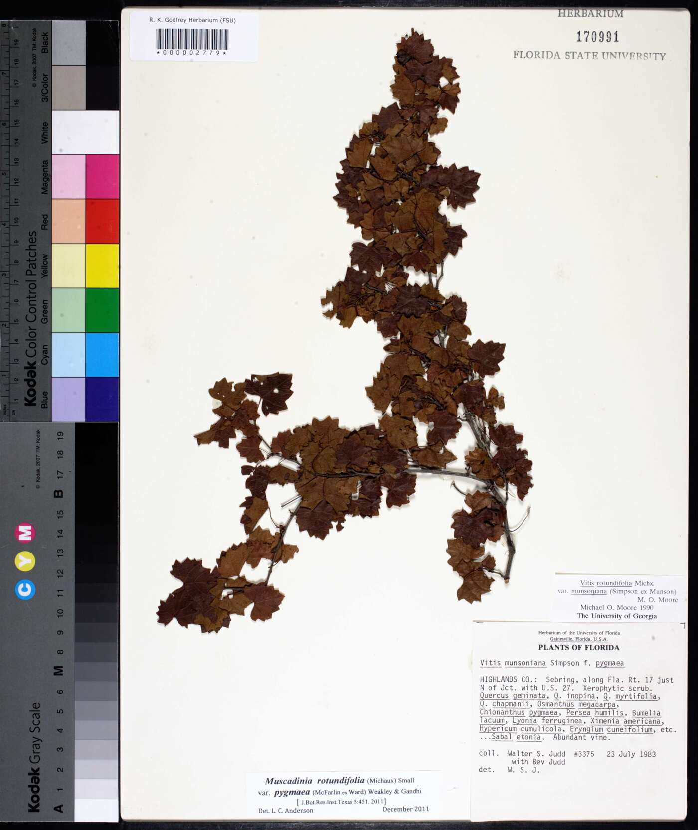 Vitis rotundifolia var. pygmaea image