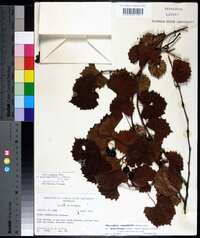 Vitis rotundifolia var. munsoniana image